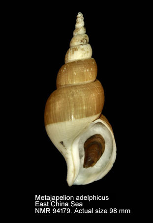 Metajapelion adelphicus (2).jpg - Metajapelion adelphicus (Dall,1907)